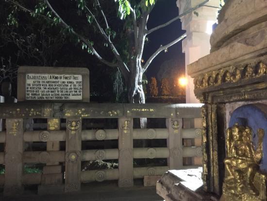 Ajapala Nigrodha Tree